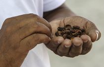 Café de Cabo Verde em risco por causa da seca