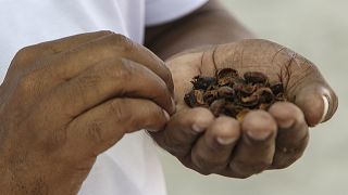 Café de Cabo Verde em risco por causa da seca