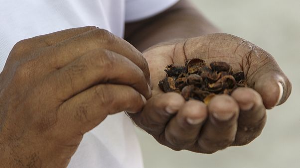 Café de Cabo Verde em risco por causa da seca Café de Cabo Verde em risco por causa da seca