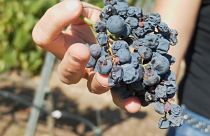 Global warming, vini a rischio