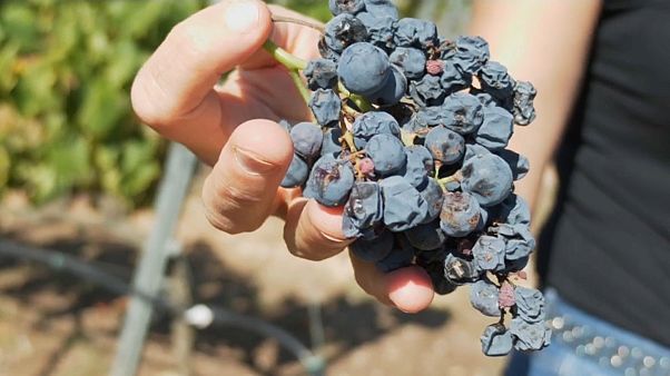 Global warming, vini a rischio Global warming, vini a rischio