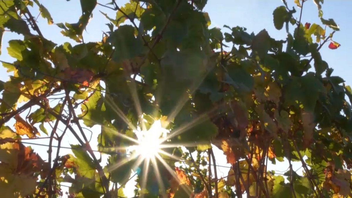 Los vinos buscan altura para capear el cambio climático 
