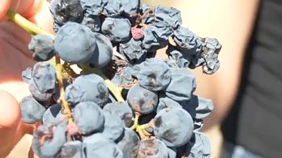Les vins espagnols tels qu'on les connaît pourraient disparaître 