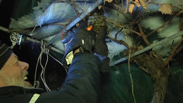 Wein aus gefrorenen Trauben: Eiswein Chaudelune Wein aus gefrorenen Trauben: Eiswein Chaudelune