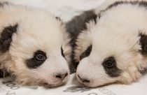 Berliner Pandas sind 100 Tage alt und: Es sind zwei Jungs!