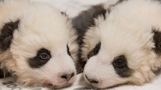 Berliner Pandas sind 100 Tage alt und: Es sind zwei Jungs!