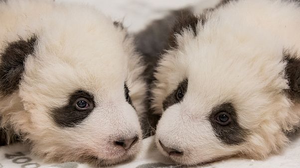 Berliner Pandas sind 100 Tage alt und: Es sind zwei Jungs! Berliner Pandas sind 100 Tage alt und: Es sind zwei Jungs!