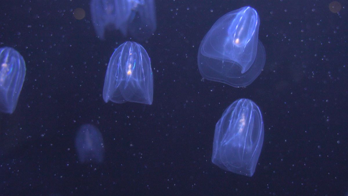 Οι μέδουσες μπορούν να «καθαρίσουν» τις θάλασσες από τα πλαστικά