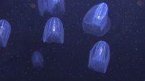 Медузы помогут в очистке морей