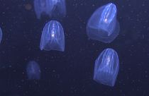 La méduse, une arme contre la pollution plastique des océans