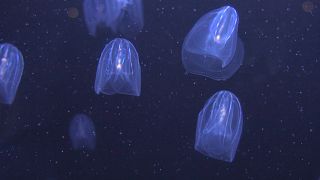 Could jellyfish be the answer to fighting ocean pollution? 