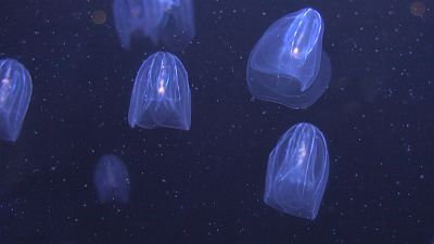 La méduse, une arme contre la pollution plastique des océans