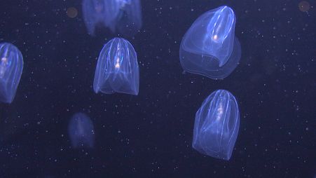 Could jellyfish be the answer to fighting ocean pollution?