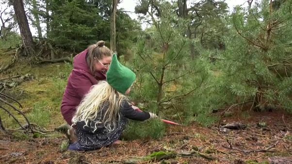 Niederlande: Weihnachtsbäume selbst fällen und den Wald schützen Niederlande: Weihnachtsbäume selbst fällen und den Wald schützen