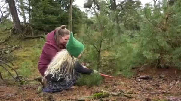 Au Pays-Bas, pour sauver ce parc, il faut abattre les sapins Au Pays-Bas, pour sauver ce parc, il faut abattre les sapins
