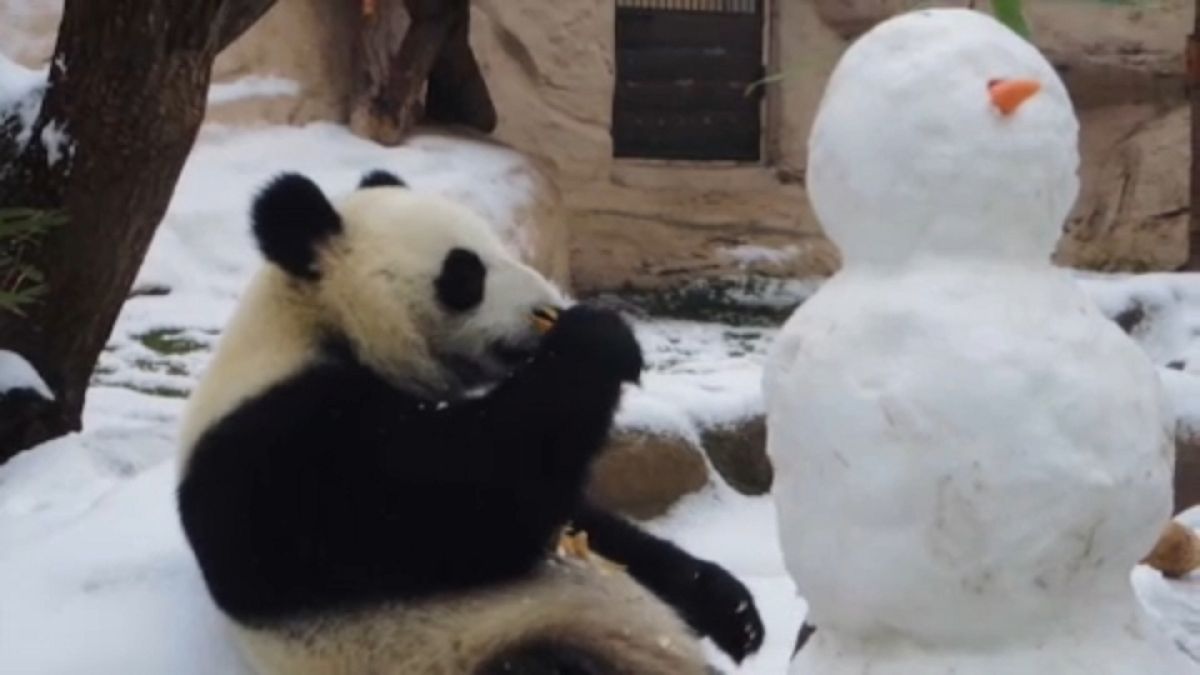 Ehető hóembert kapott a moszkvai panda