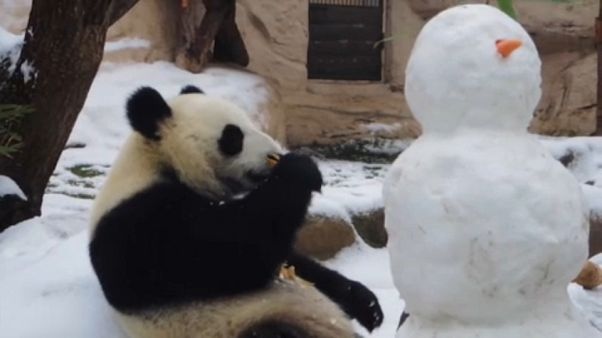 Ehető hóembert kapott a moszkvai panda Ehető hóembert kapott a moszkvai panda