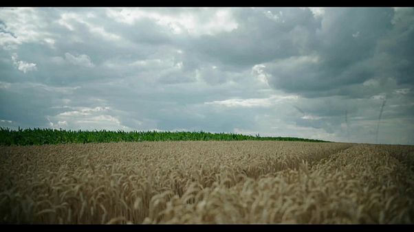 "Vergiftete Erde": Umgraben ist schlecht für die Böden "Vergiftete Erde": Umgraben ist schlecht für die Böden
