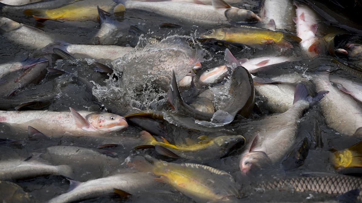 Kifogott halak a Hortobágyi Halgazdaság Zrt. balmazújvárosi tóegységénél 2019. november 28-án. Magyar halat a nagyobb áruházakban és a piacokon is mindenütt lehet kapni