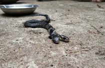 Rare two-headed snake causes a stir in eastern India