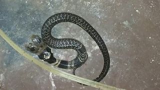 Δικέφαλο φίδι προκαλεί πανικό στην Ινδία