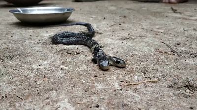 Rare two-headed snake causes a stir in eastern India