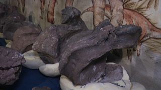 شاهد: العثور على بقايا ديناصور في الأرجنتين عمره 70 مليون سنة