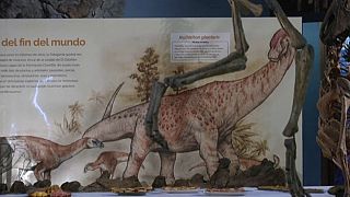 گونه جدیدی از دایناسورها در آرژانتین کشف شد