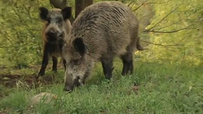 Schweinepest: Schießt die polnische Armee künftig Wildschweine ab? 