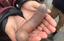 Ein Igelwurm an einem Strand in Californien - die Tiere gelten in Korea als Delikatesse