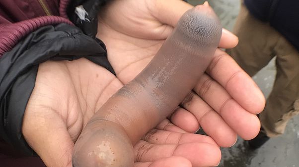 Ein Igelwurm an einem Strand in Californien - die Tiere gelten in Korea als Delikatesse Ein Igelwurm an einem Strand in Californien - die Tiere gelten in Korea als Delikatesse
