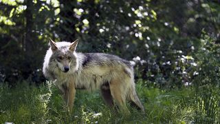 باغ وحش نیومکزیکو از گرگ‌های خاکستری مکزیکی در معرض انقراض مراقبت می‌کند