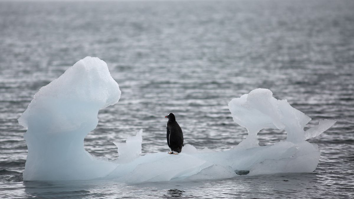 علماء المناخ: ذوبان القطب الجنوبي قد يؤدي إلى ارتفاع سطح البحر ثلاثة أمتار