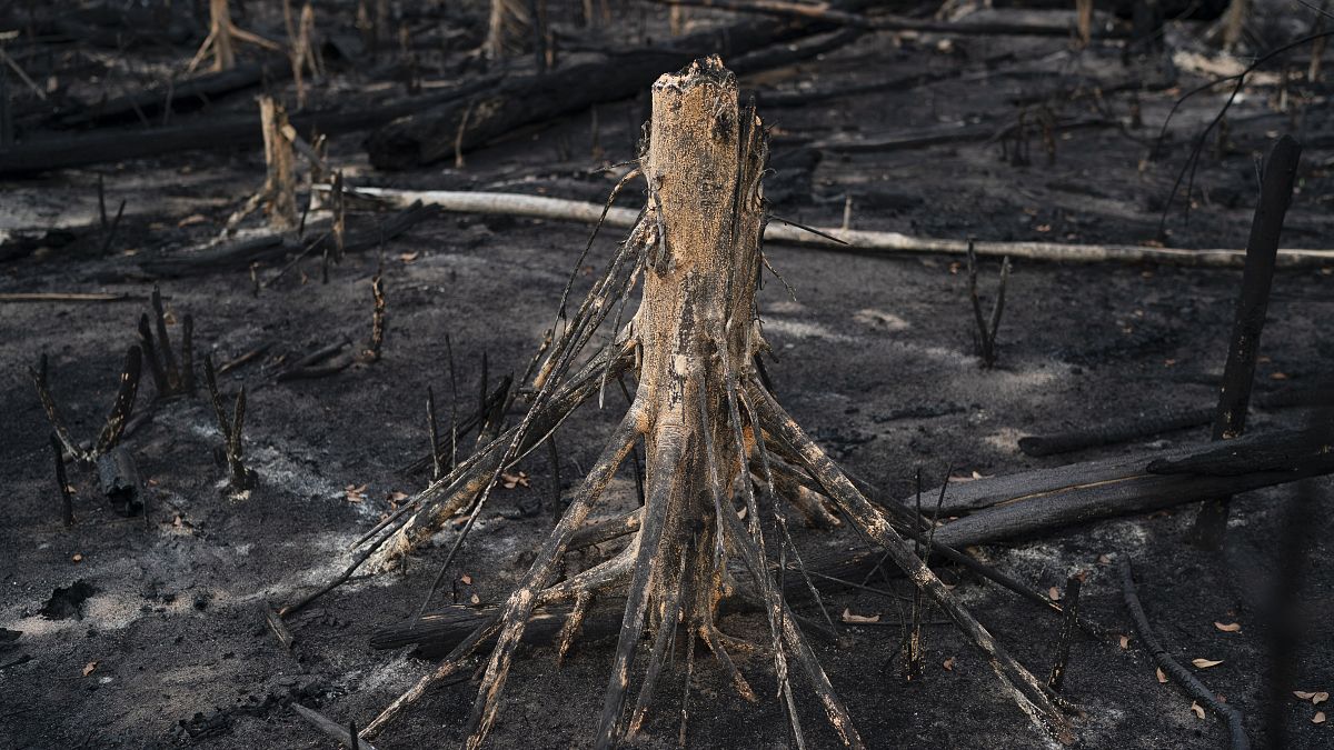 Ο Αμαζόνιος εκπέμπει SOS - Εκτοξεύτηκε η αποψίλωση των δασών