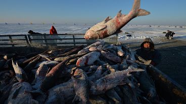 Ice fishing season kicks off in China's Changan Lake