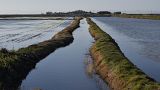 Rice fields in Sueca, Valencia. 