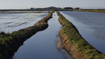 Rice fields in Sueca, Valencia. 