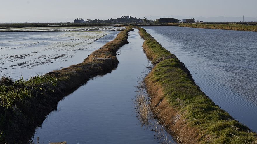 Rice fields in Sueca, Valencia. 