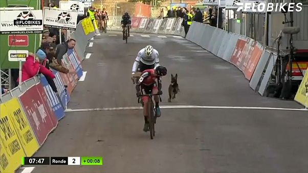 شاهد: كلب يهاجم المشاركين في سباق للدراجات ببلجيكا شاهد: كلب يهاجم المشاركين في سباق للدراجات ببلجيكا
