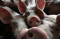 Angst vor der Schweinepest - Mecklenburg-Vorpommern in Sorge