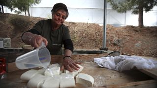 6 Millionen Kilo Käse: Zypern sitzt auf Halloumi-Berg