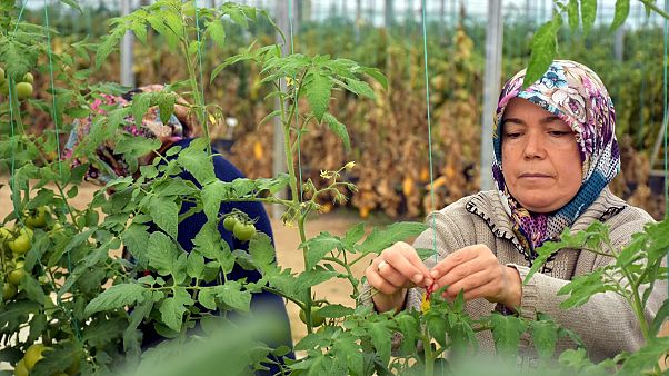Serada çalışan kadın işçiler Serada çalışan kadın işçiler