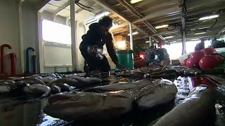 EU fish quota quarrel - ministers hail deal, NGOs slam overfishing