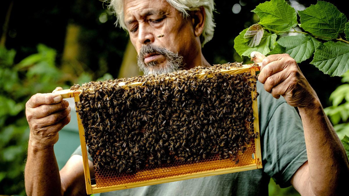 A méhek védelmében csökkentenék a növényvédő szerek használatát az EU-ban
