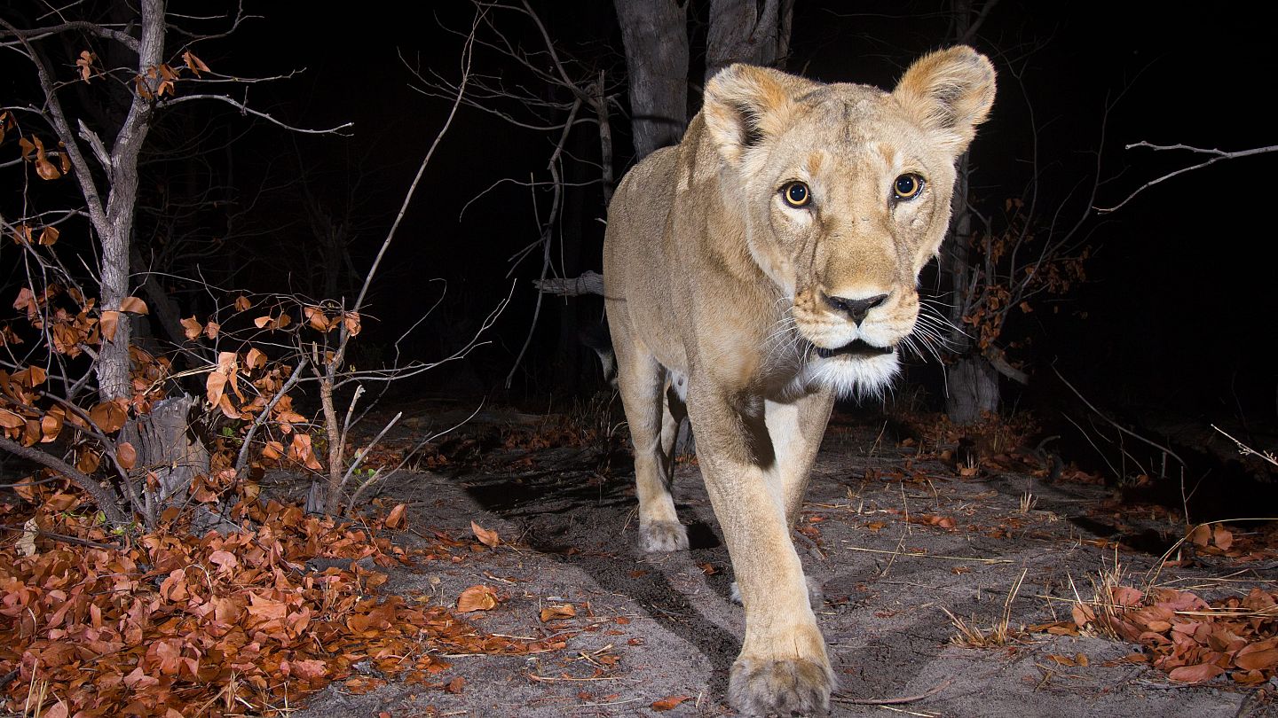 AI from Google is helping identify animals deep in the rainforest | Euronews AI from Google is helping identify animals deep in the rainforest | Euronews