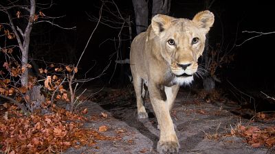 Female lion (Panthera leo) in the Zambezi Region of Namibia Female lion (Panthera leo) in the Zambezi Region of Namibia