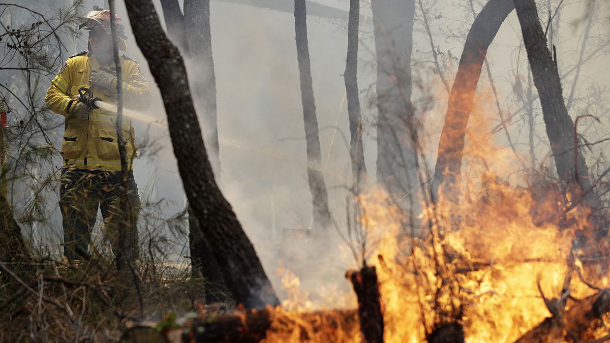Sidney'in kuzeyinde yangına müdahale eden bir itfaiye personeli 