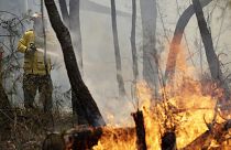 Sidney'in kuzeyinde yangına müdahale eden bir itfaiye personeli