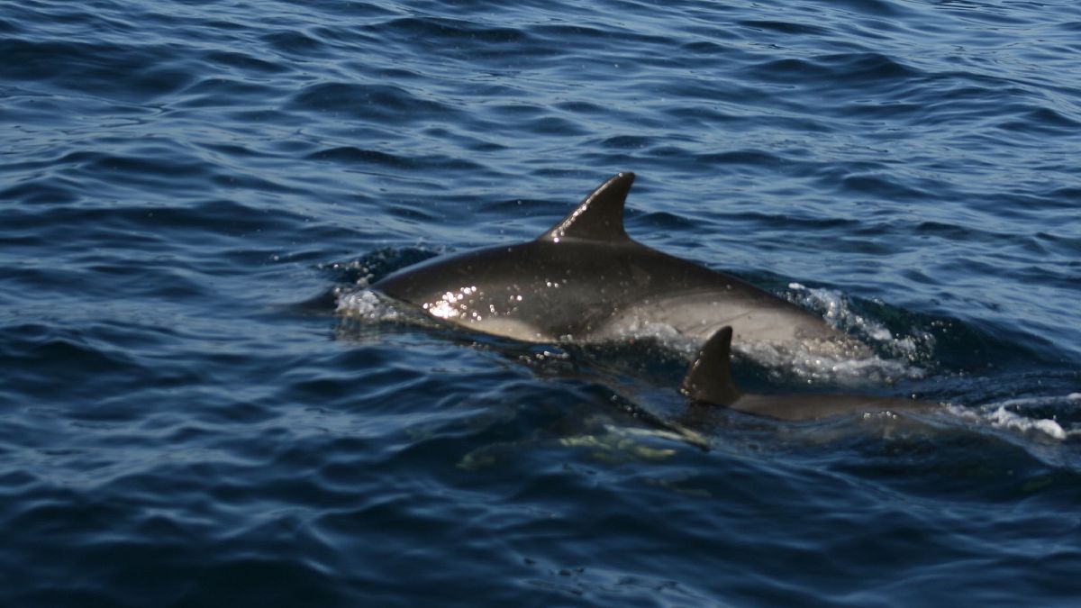 دلفين صغير وآخر بالغ قبالة الشواطئ الكاليفورنية 