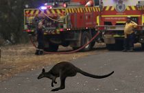 Αυστραλία: Ένα δισεκατομμύριο ζώα έχασαν τη ζωή τους ή τραυματίστηκαν  από τις πυρκαγιές